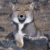 Laughing_Fox