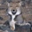 Laughing_Fox